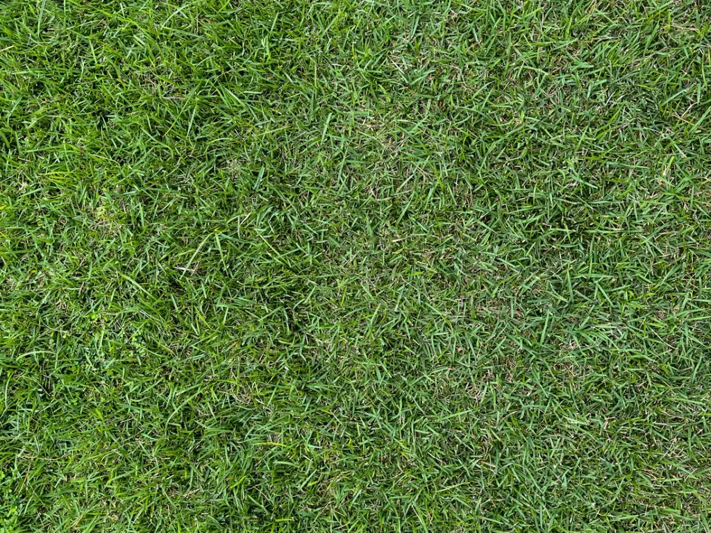 Fresh sod turf roll being installed in Port St. Lucie, FL