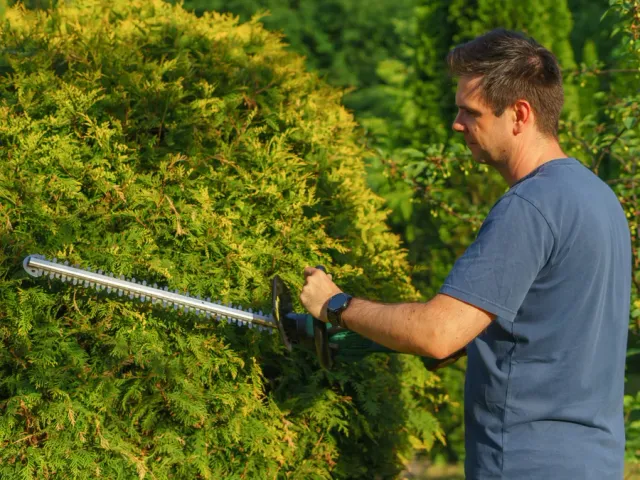Tree & Shrub Planting in Port St. Lucie, FL